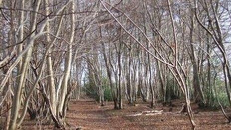 Trees with suspected ash dieback