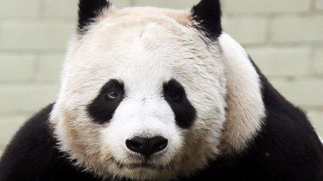 Tian Tian