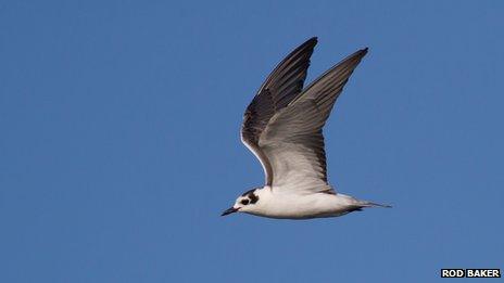 White-winged black tern