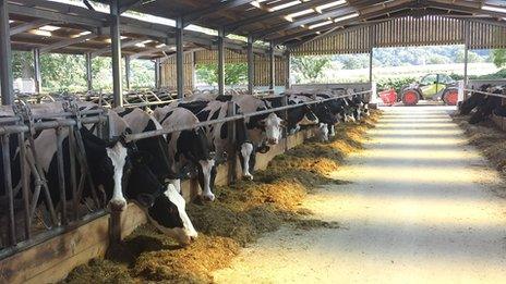 Cows at new vet school