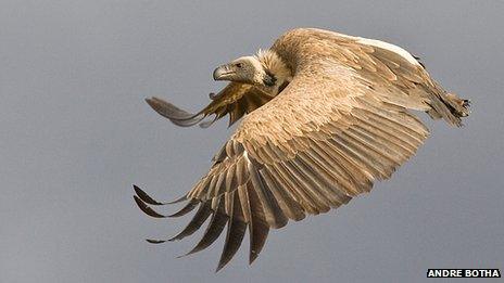 African white-backed vulture, photograph by Andre Botha