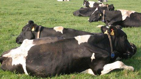 Cows lying down