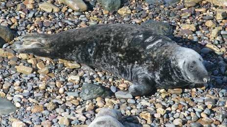 The male grey seal