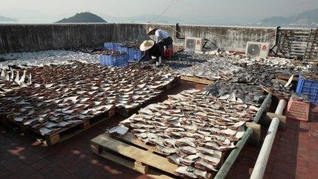 Workers lay out shark fins to dry on a rooftop of a factory building in Hong Kong in an image from January 2013 which caused controversy