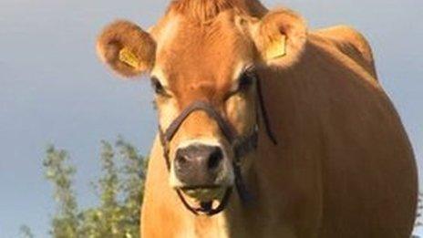 Organic cow on Monmouthshire farm