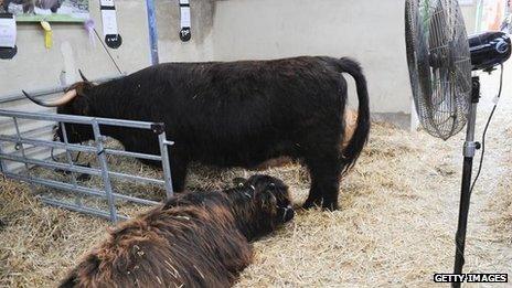 Fan cools cows at Great Yorkshire Show