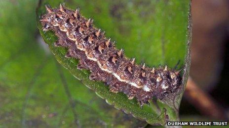 Small pearl caterpillar