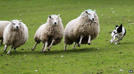 dog rounding up sheep