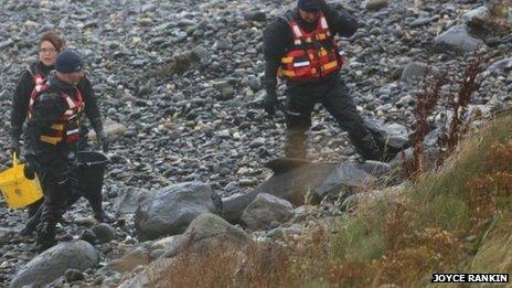 The young whale became stranded near Portballintrae Bay