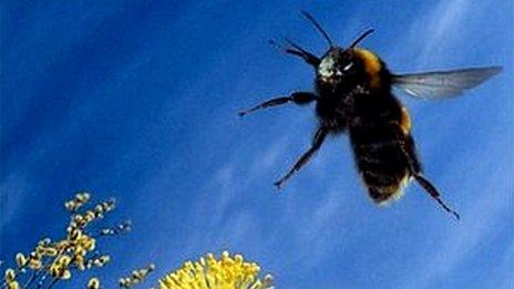 Bumblebee in flight