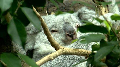 Koala