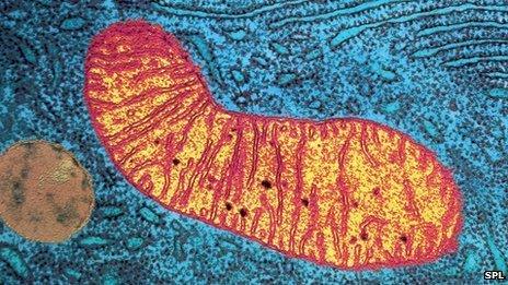 Mitochondrion