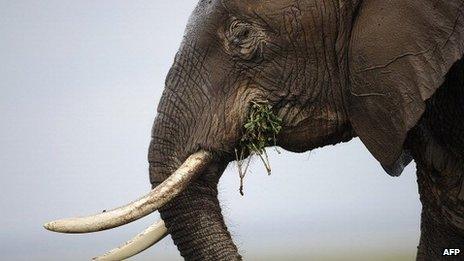 An elephant in Amboseli National Park in Kenya, December 2013