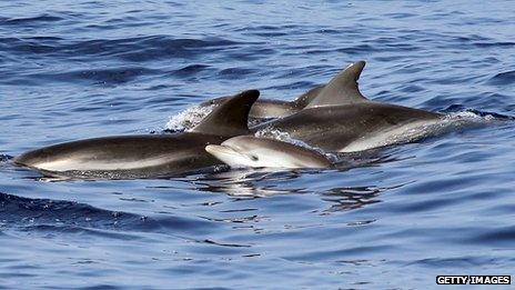 Dophins in the sea