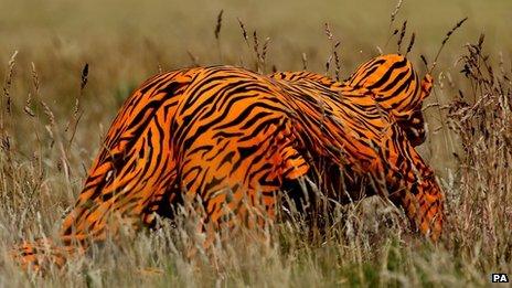 Man wearing tiger skin onesie crawls through the rough on the first fairway at the 2013 Open Championship at Muirfield Golf Club