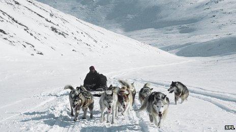 Dog team travelling over snow