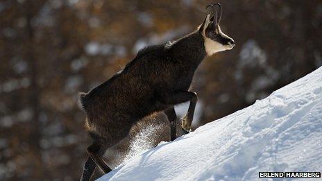 Northern chamois