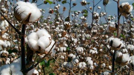 A cotton field