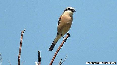 Red-backed shrike