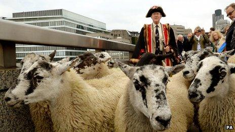 The Master Woolman Col Bill Clarke from the City of London drives sheep from north to south across London Bridge