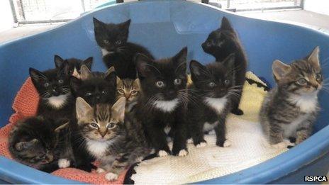 Kittens in a basket