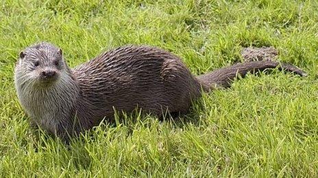 Otter