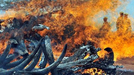 An illegal ivory stockpile goes up in smoke on 20 July 2011 at the Tsavo National Park in Kenya