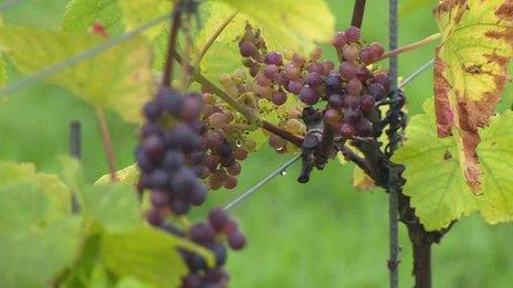 Grapes at vineyard