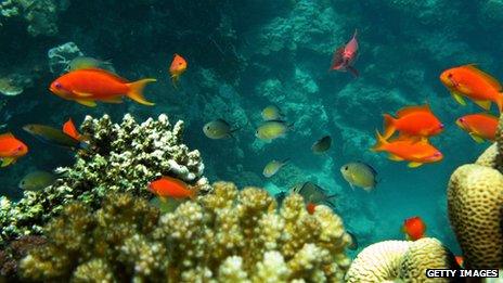 An underwater shot of some fish swimming near a coral reef