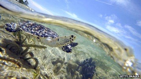 A turtle swimming in shallow waters