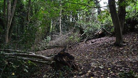 Bluebell Wood