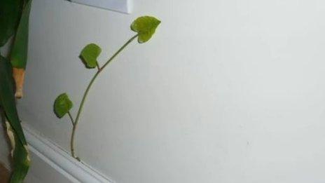 Japanese knotweed growing inside