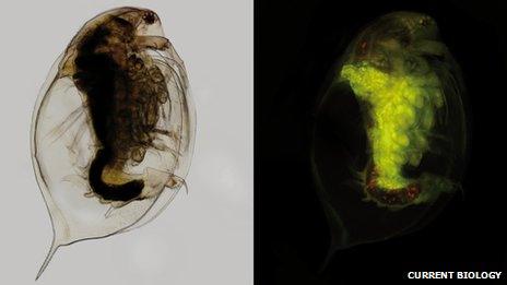 particles in crustacean