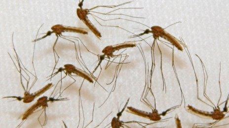 Malaria infected mosquitoes