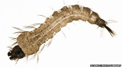 Mosquito larvae file photo