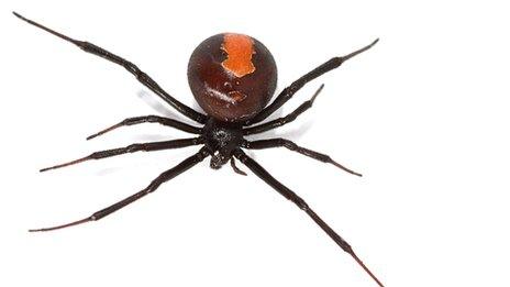 Red back spider