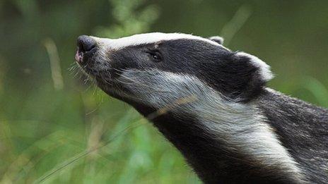 badger