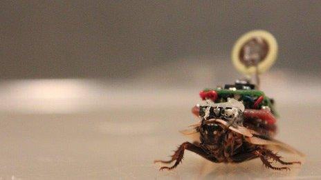 A cockroach wearing the 'electronic backpack'