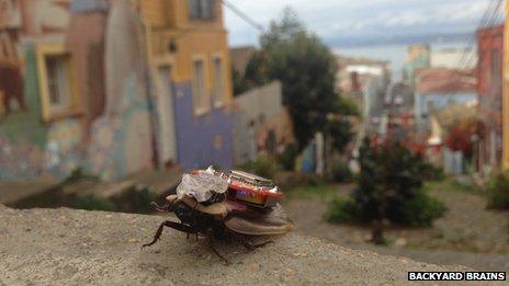 A cockroach wearing the 'electronic backpack'