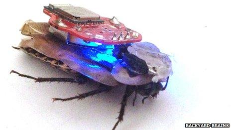 Cockroach wearing the 'electronic backpack'