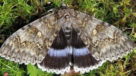 Clifden nonpareil moth