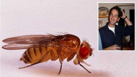 Drosophila and Dr Denholm