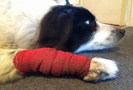 Dog with bandaged paw