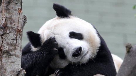 Tian Tian