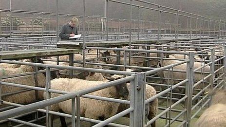 Louth Cattle Market