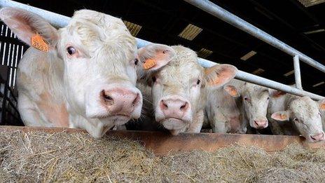 French Charolais bulls - file pic