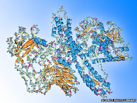 Computer model of Botulinum toxin