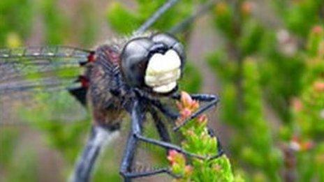 White faced darter