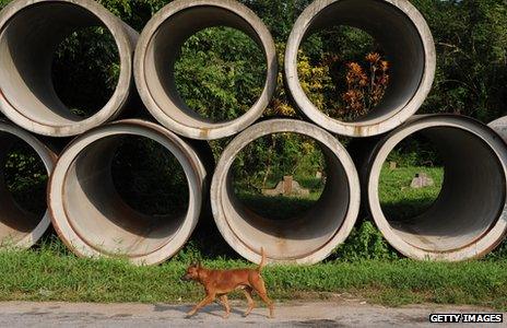 A dog walking past building material