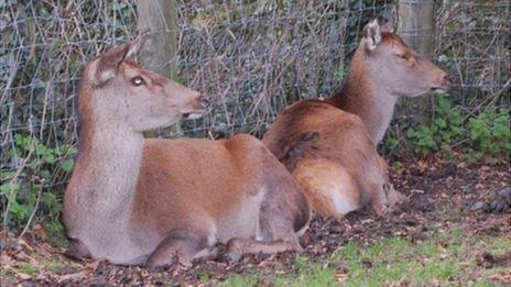 Deer at Deer Farm, Forest Road, Guernsey